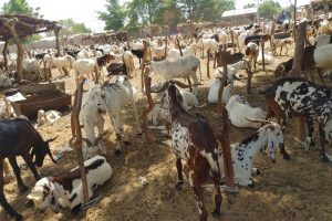 Tabaski à Malanville: le coût du mouton explose sur fond d&rsquo;interdiction d&rsquo;exportation de bétails au Niger.
